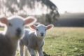 Two young lambs in field