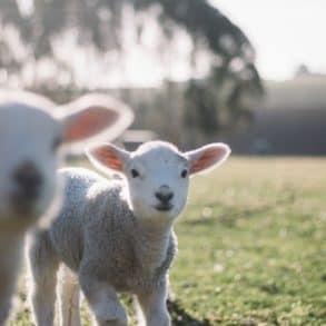 Two young lambs in field