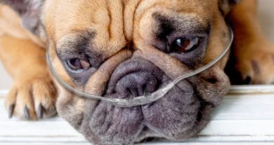 French Bulldog with breathing apparatus attached to nose