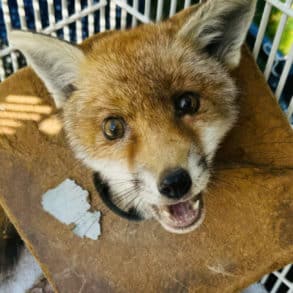 Fox cub injured by litter and being treated by RSPCA West Midlands