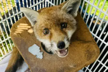Fox cub injured by litter and being treated by RSPCA West Midlands