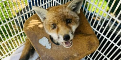 Fox cub injured by litter and being treated by RSPCA West Midlands