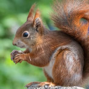 Red squirrel on a branch with a nut