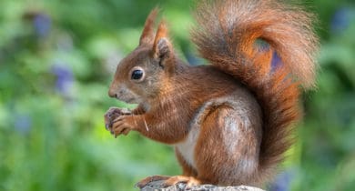 Red squirrel on a branch with a nut