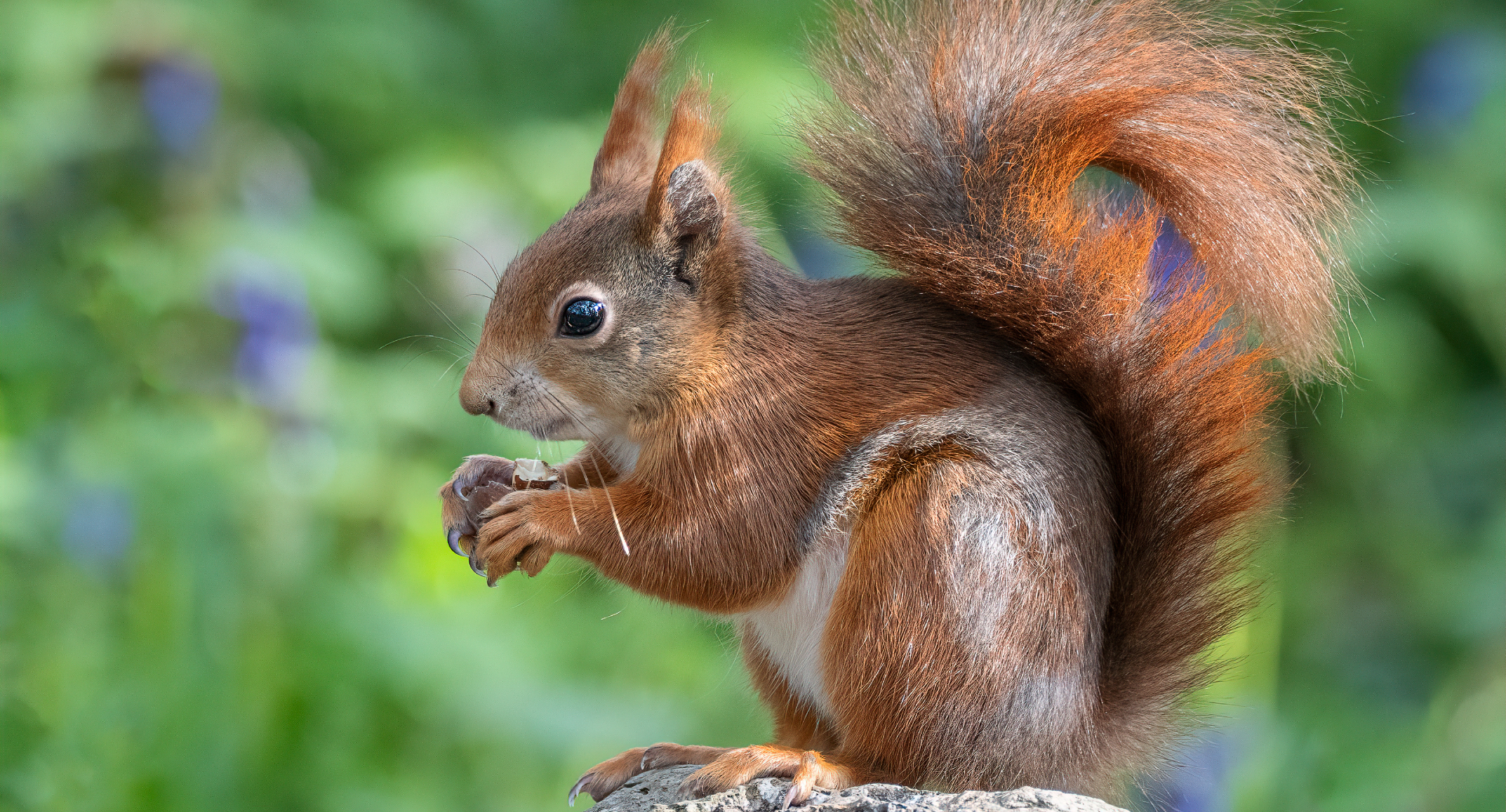 Red squirrel on a branch with a nut