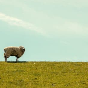 lone sheep on the crest of a hill