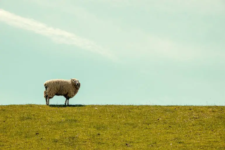 lone sheep on the crest of a hill