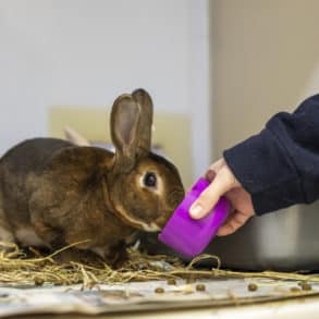 A rabbit being fed