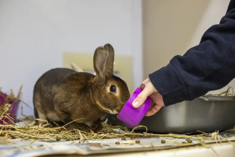 A rabbit being fed