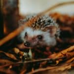 white and brown hedgehog on brown dried leaves