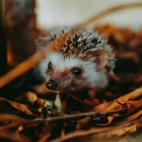 white and brown hedgehog on brown dried leaves