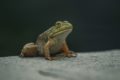 A toad sitting on asphalt