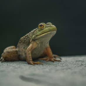 A toad sitting on asphalt