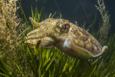 Cuttlefish in seagrass