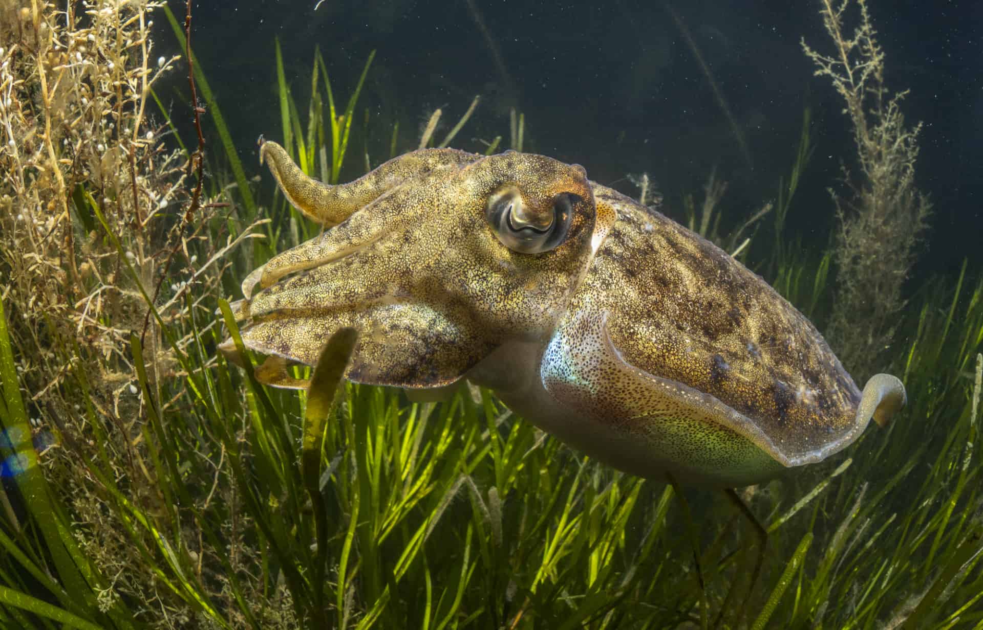 Cuttlefish in seagrass