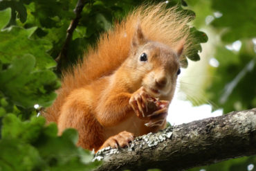 Isle of Wight Red Squirrel on tree branch eating a nut