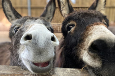 Donkeys Frankie & Eiffion