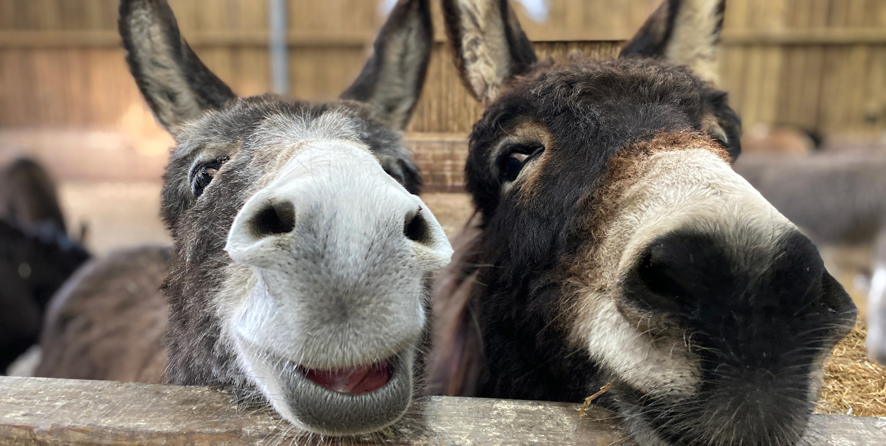Donkeys Frankie & Eiffion