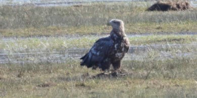 G818 White-tailed eagle in Réserve Naturelle Régionale du Marais de Sougéal, France