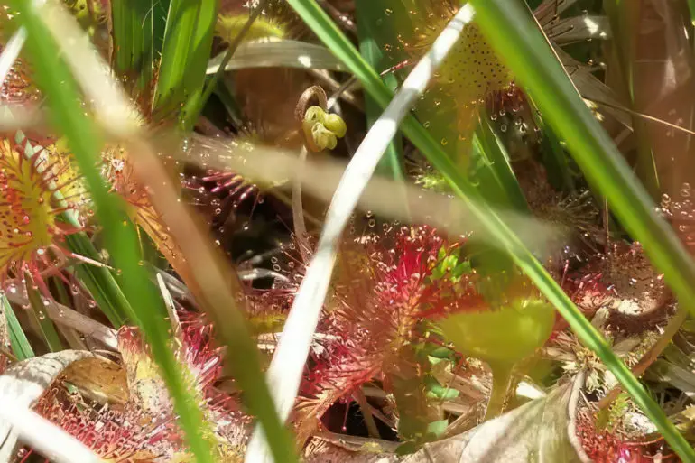 In the undergrowth - Island nature shot