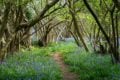 bluebell woodland