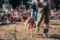 people sat at side of dog show ring, with dogs being paraded