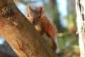 red squirrel on a tree trunk by seneynwr