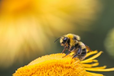 Close up of a Bee on yellow flower