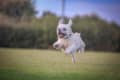 Dog jumping through a field