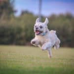 Dog jumping through a field