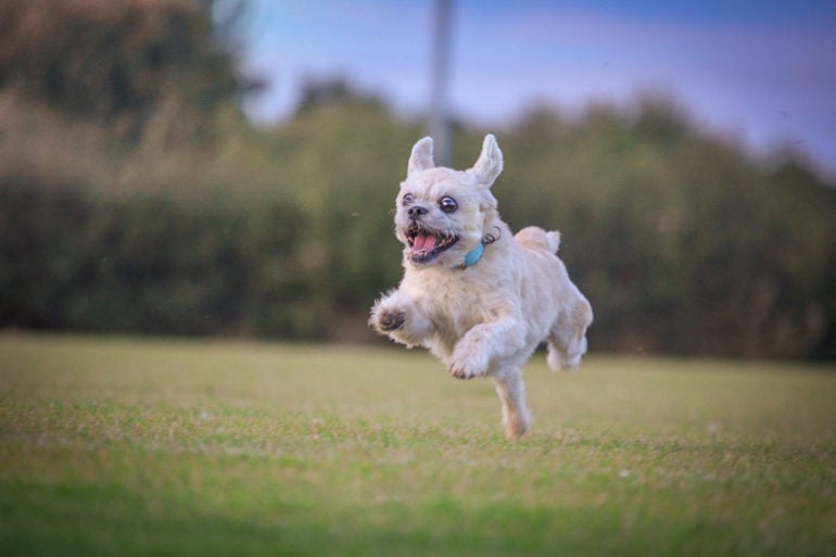 Dog jumping through a field