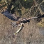 G625 with a pike at Mickle Mere in Suffolk
