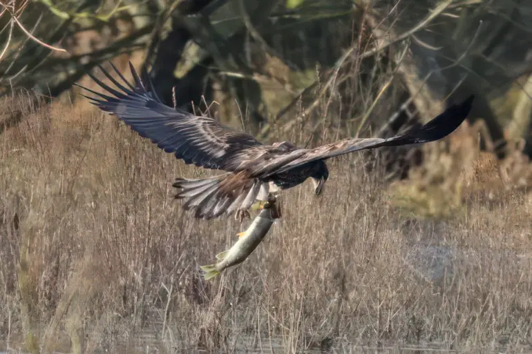 G625 with a pike at Mickle Mere in Suffolk