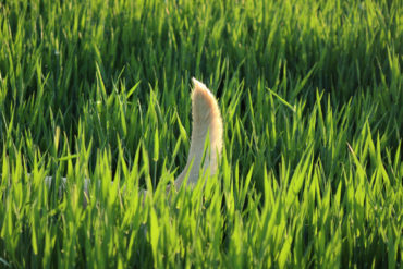 dog's tail showing just above long grass