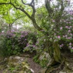 rhododendron tree