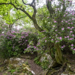 rhododendron tree