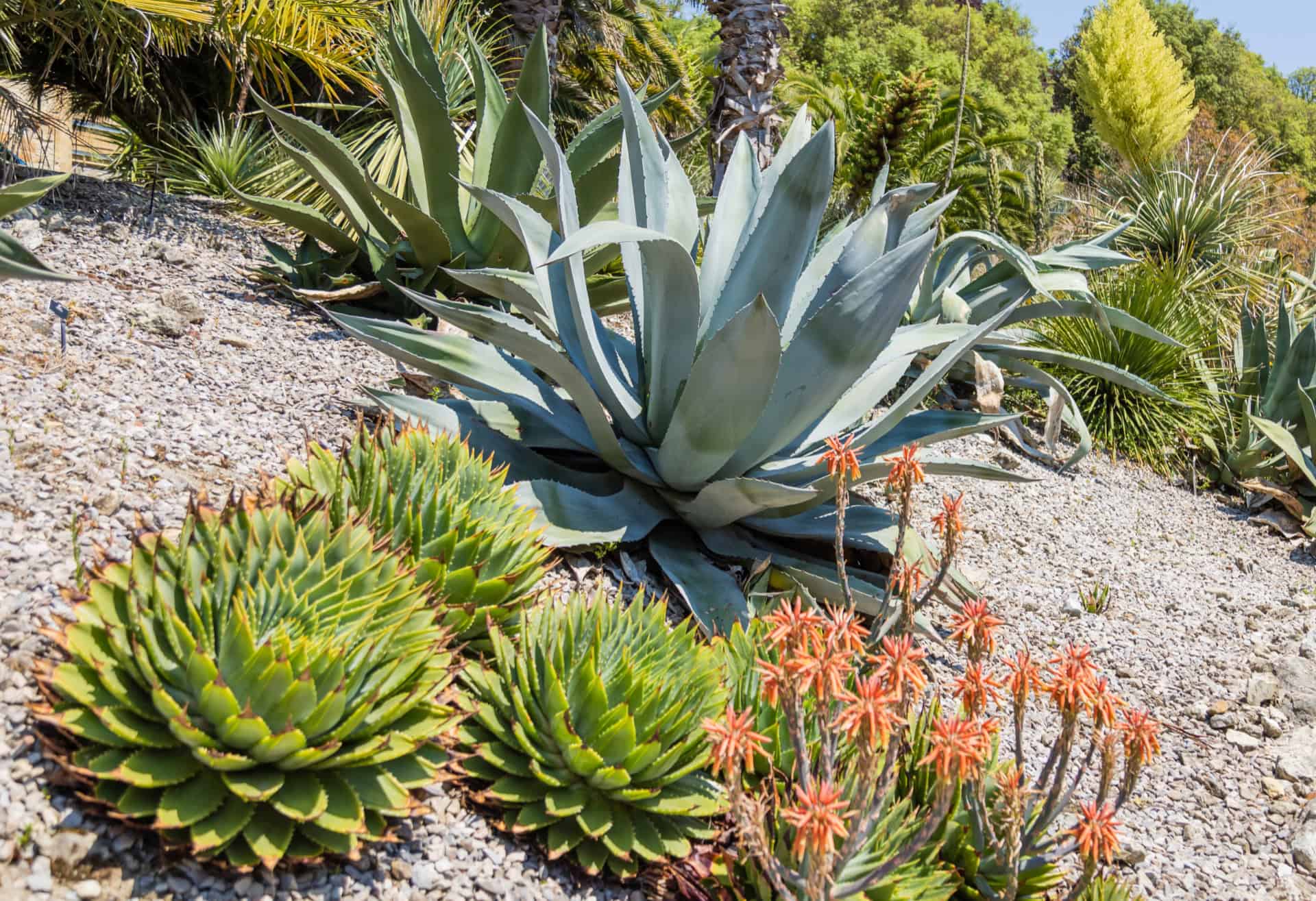 plants at Ventnor Botanic Garden