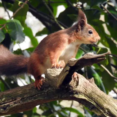 red Squirrel on a tree branch by helen butler