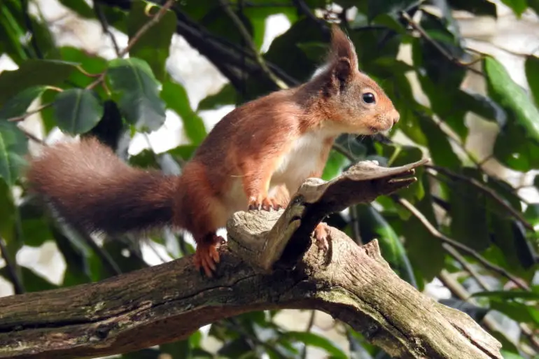 red Squirrel on a tree branch by helen butler