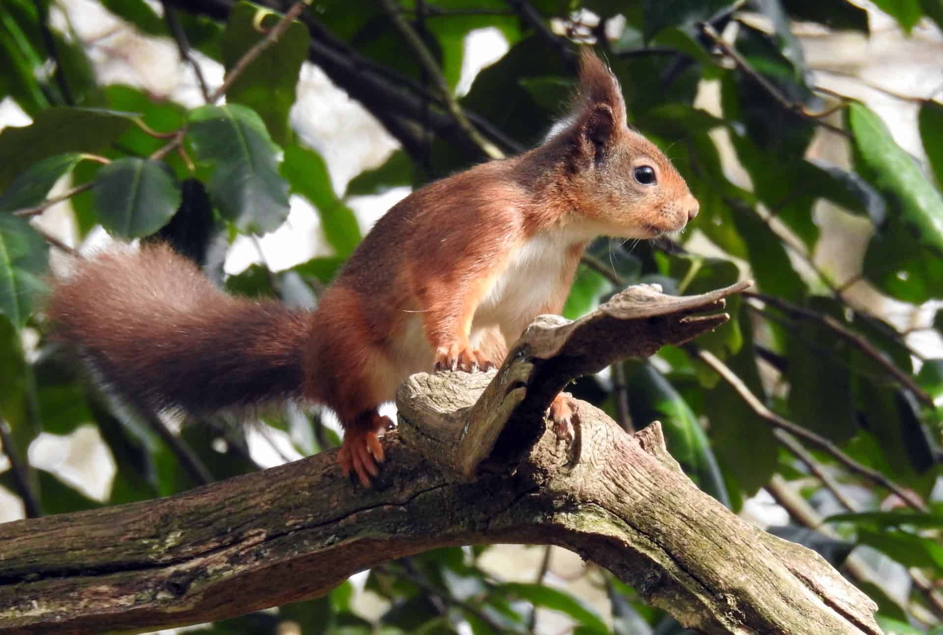 red Squirrel on a tree branch by helen butler