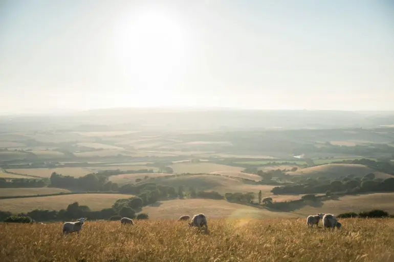 sheep in sun drenched isle of wight field