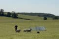 sheepdog trials in action