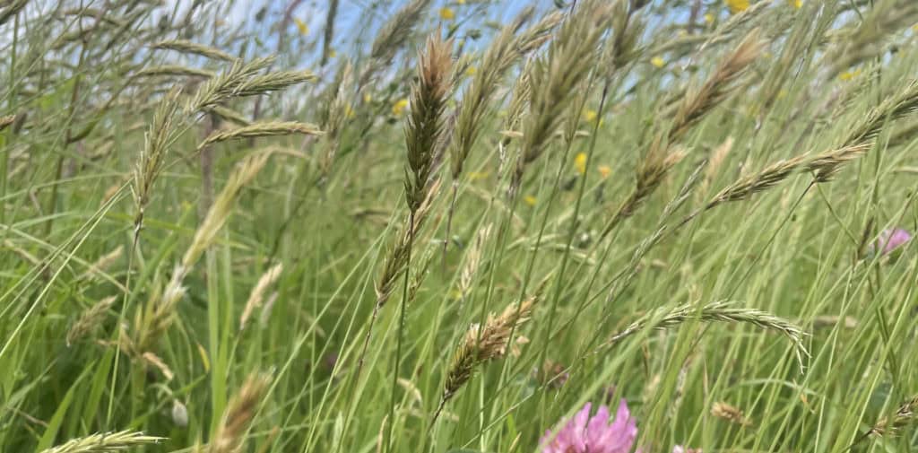 Isle of Wight Biosphere Festival reaches halfway point with events still to come