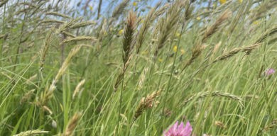 Brading Roman villa biosphere trail