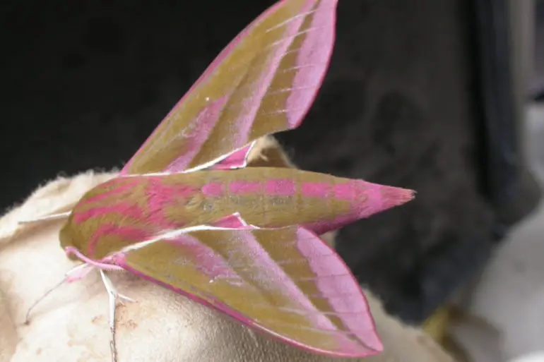 Elephant Hawk Moth