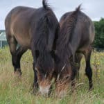 Exmoor Ponies at Wilder LIttle Duxmore