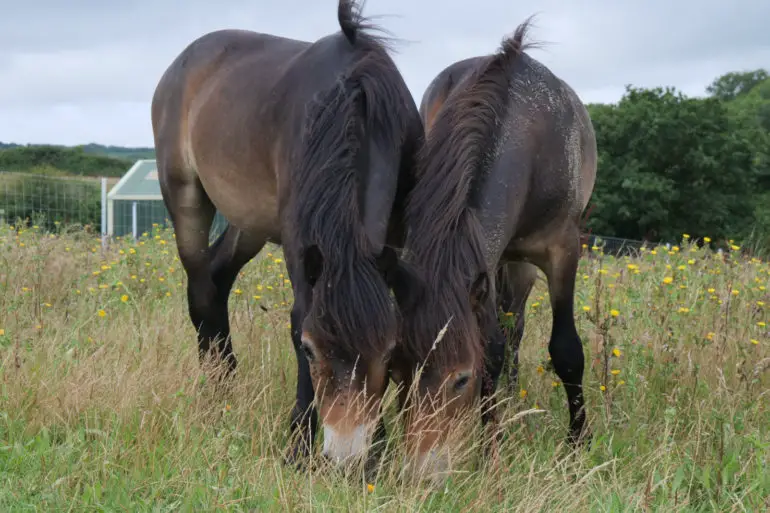 Exmoor Ponies at Wilder LIttle Duxmore