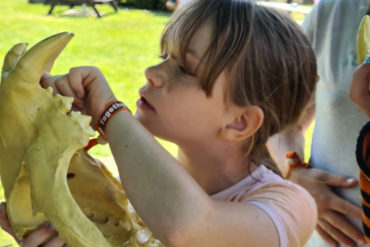Child looking at animal skull