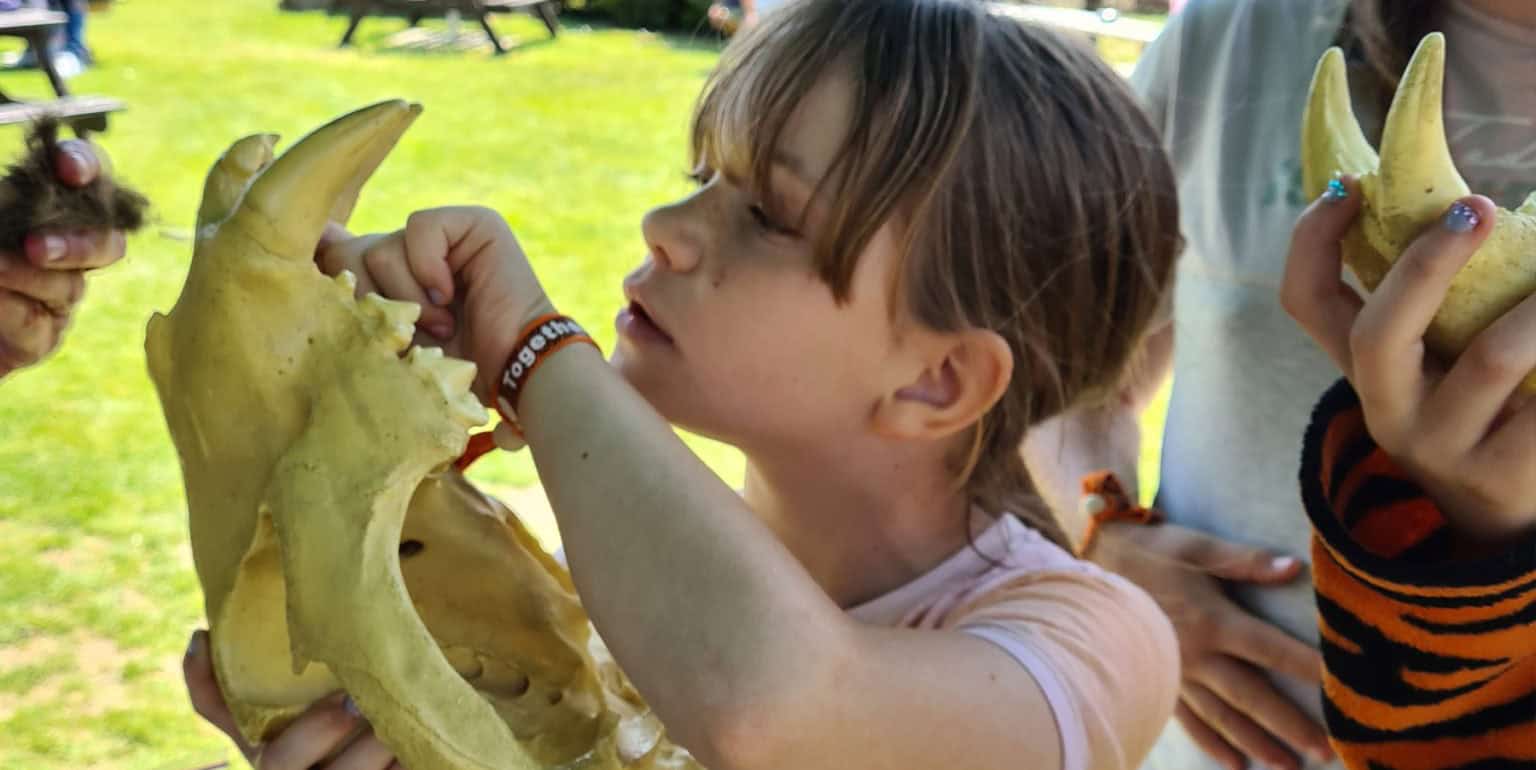 Child looking at animal skull