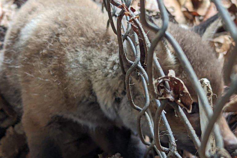 Isle of Wight fox cub caught in a fence